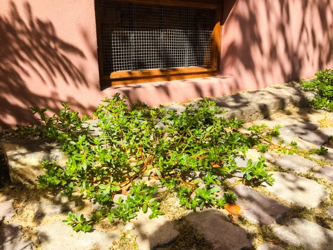 Purslane sau "iarba grasa"