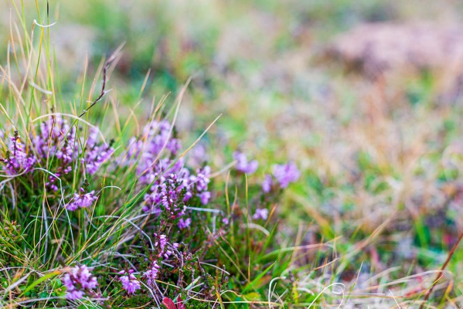 48048959777_55e84806d6_c