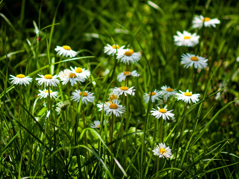 Cum ii pot ajuta pe copii plasturii de regenerare&nbsp;celulara?