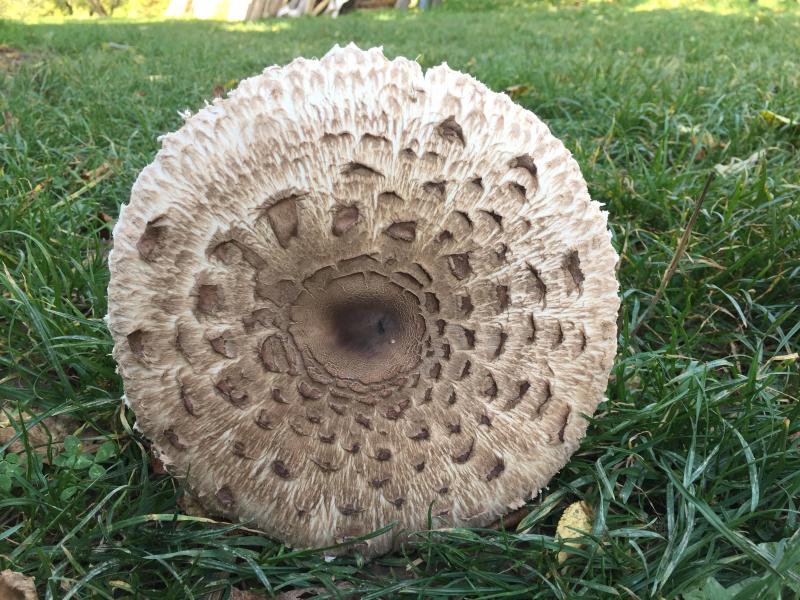 Cum gatim „Piciorul caprioarei”?